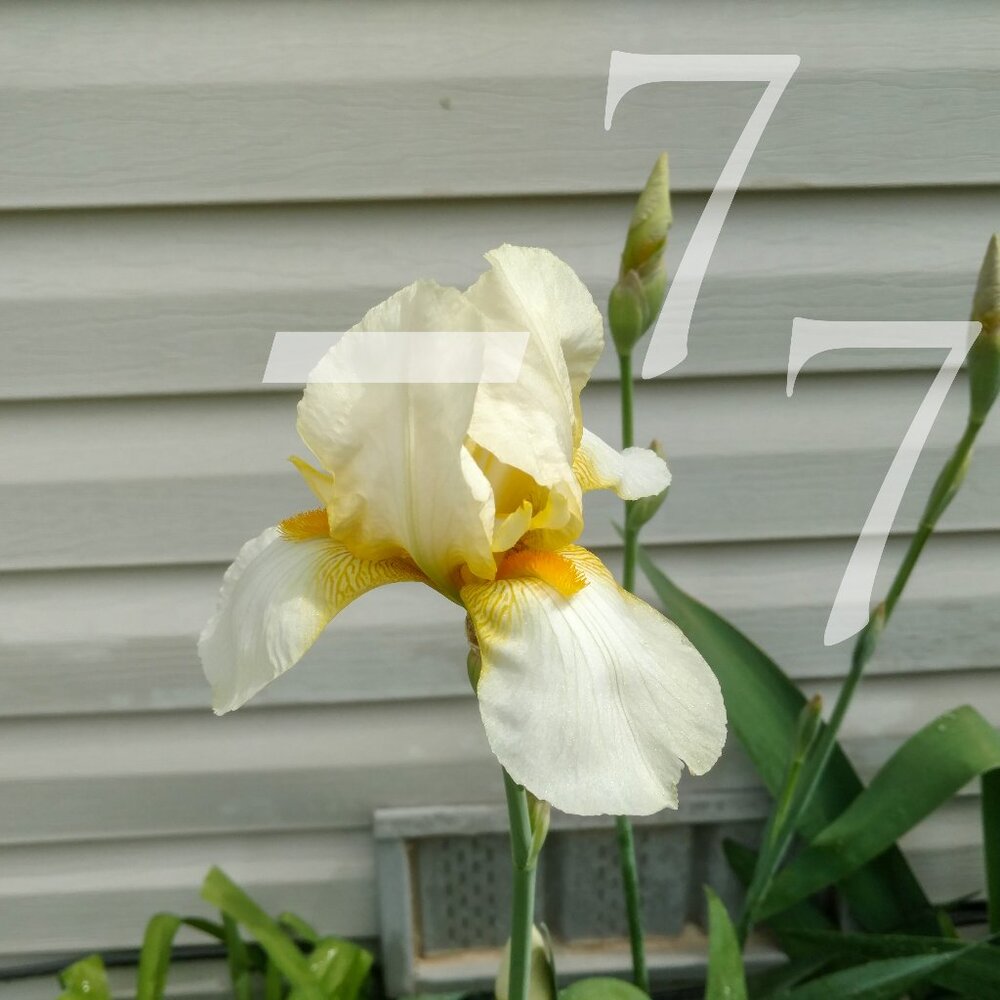 🌱  25 Mixed Tall German Bearded Iris Flower Bulb SEEDS  🌱 - Picture 7 of 9